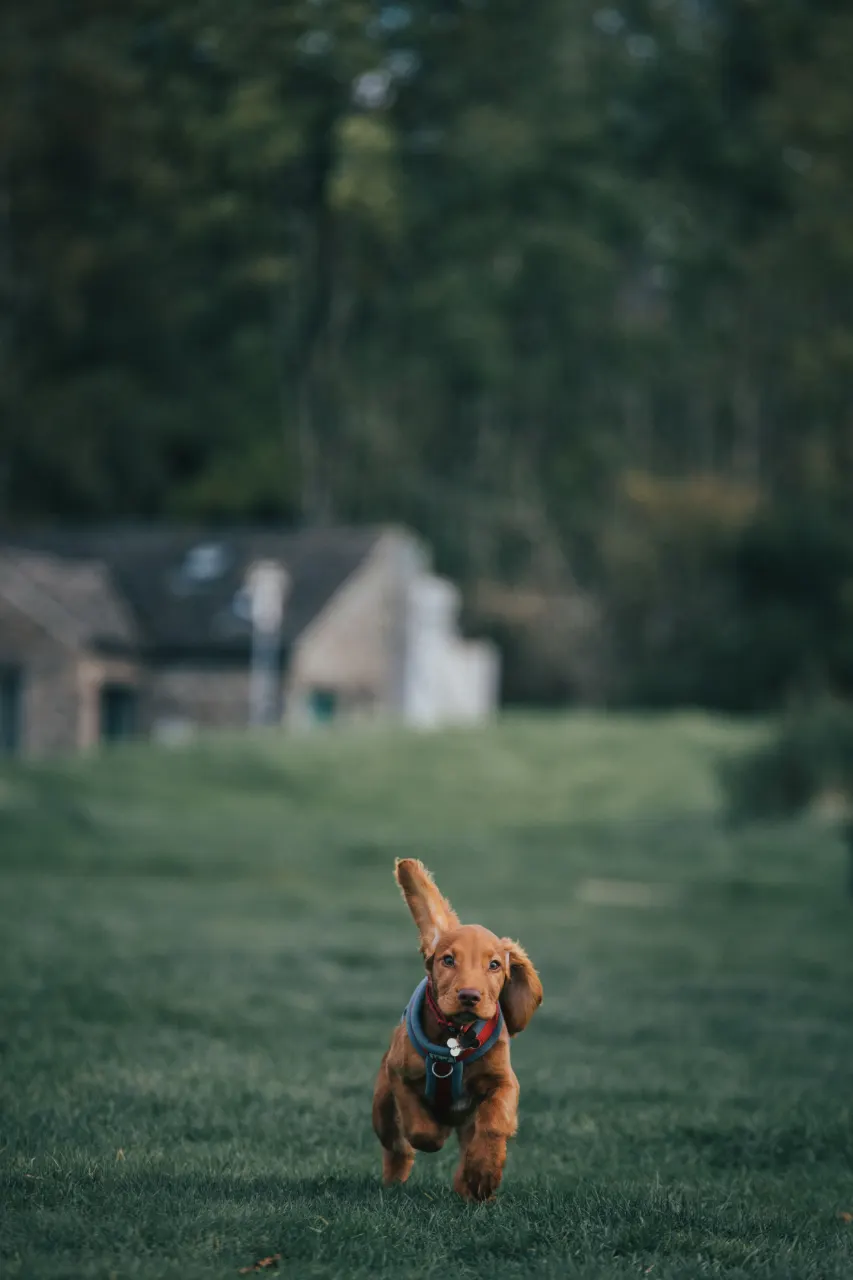 Çimenlerde koşan yavru köpek